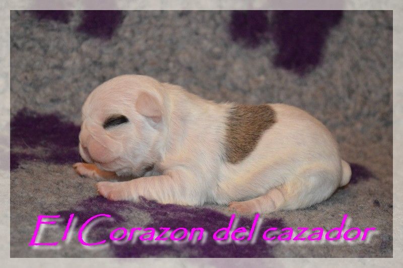 El Corazon Del Cazador - babies bouledogue français