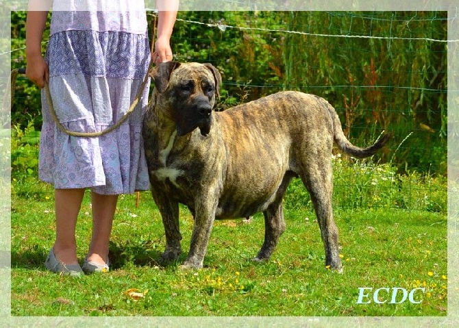 El Corazon Del Cazador - chiots dogo canario pour fin juillet 2014