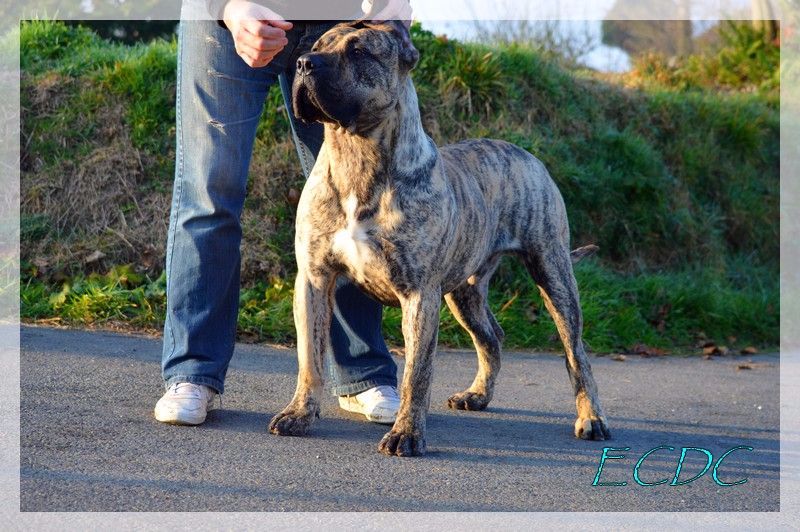 El Corazon Del Cazador - Fin mars 2017: Chiots dogo Canario