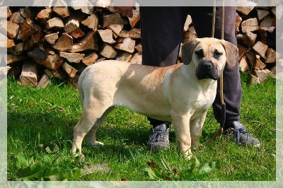 El Corazon Del Cazador - meilleur élevage de dogo canario 2012 