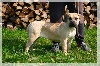  - meilleur élevage de dogo canario 2012 