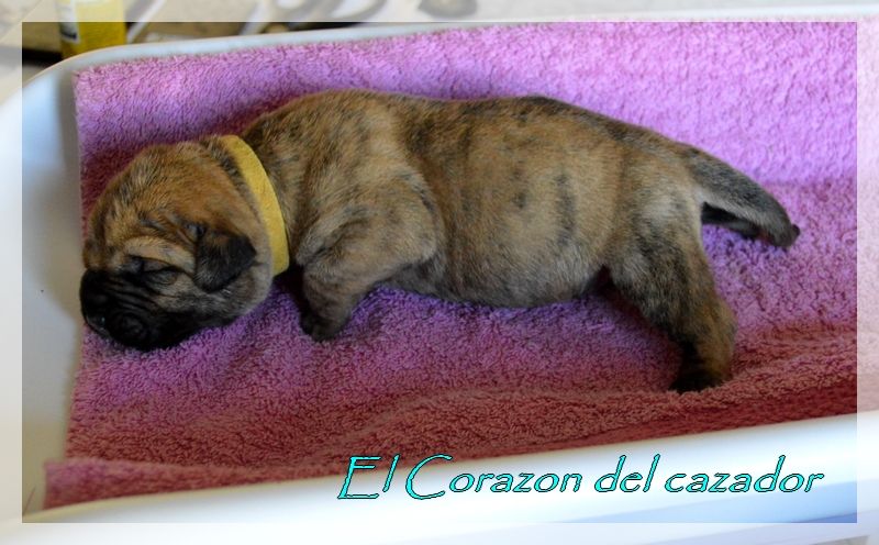 El Corazon Del Cazador - chiot dogo canario pour septembre 2018