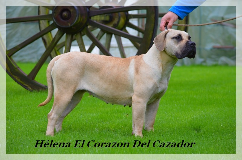 CH. Héléna El Corazon Del Cazador