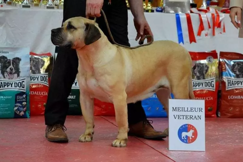 CH. Irae del csaba El Corazon Del Cazador