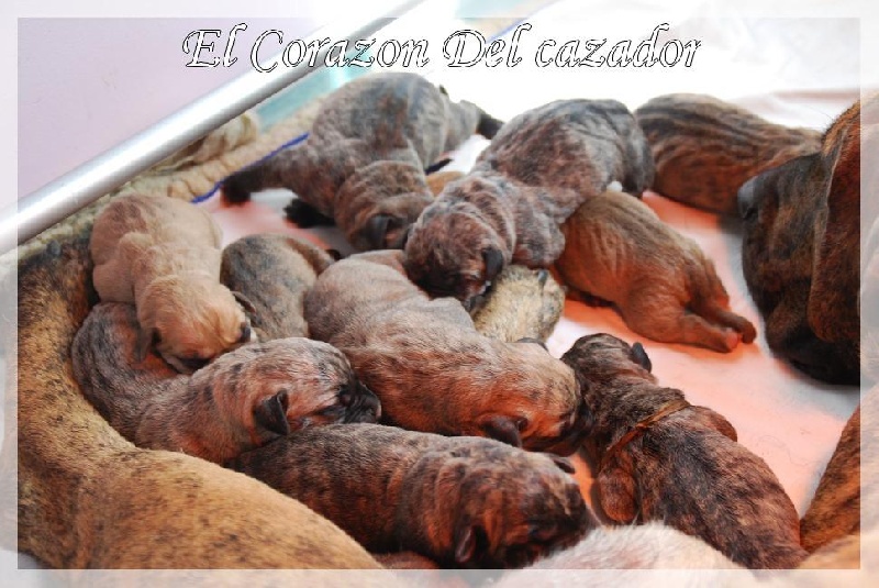 El Corazon Del Cazador - Dogo Canario - Portée née le 14/08/2009