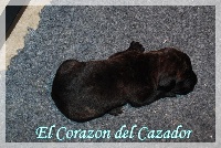 El Corazon Del Cazador - Dogo Canario - Portée née le 10/06/2009