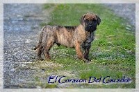 El Corazon Del Cazador - Dogo Canario - Portée née le 02/04/2021