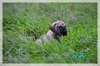 Little Byche el corazon del cazador