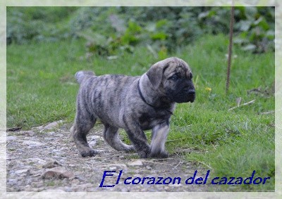 Téos el corazon del cazador 