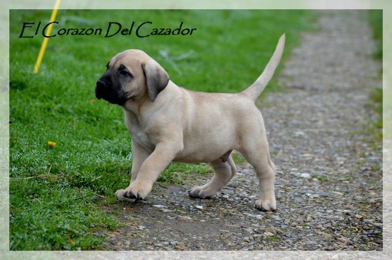 El Corazon Del Cazador - Chiot disponible  - Dogo Canario