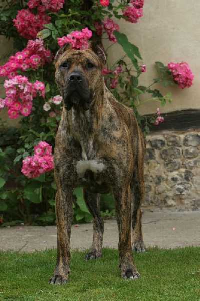 Uxane Du baron des crocs d'ivoire
