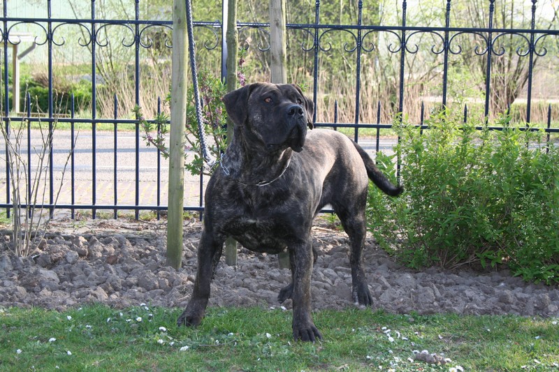 Jara de canmuc