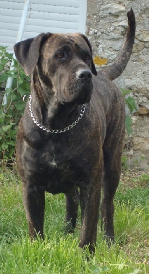 Elfy El Corazon Del Cazador