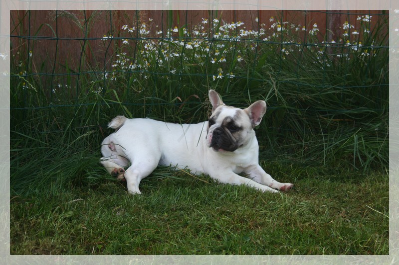 Falbala du hameau de fontenay