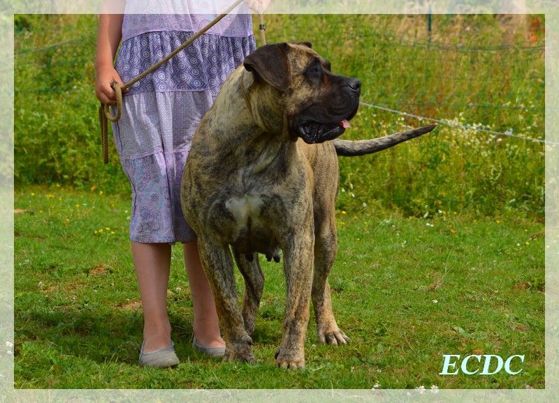 CH. Elysha El Corazon Del Cazador