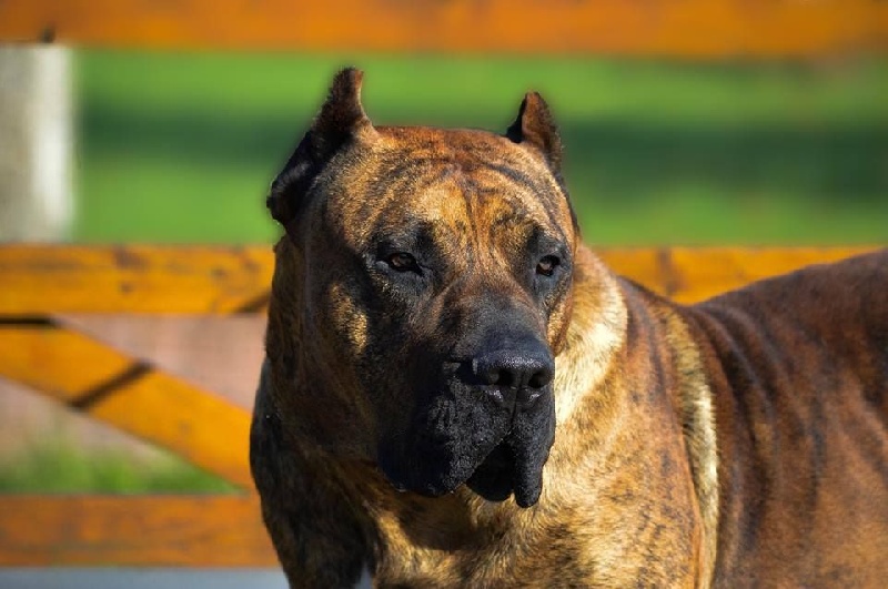 CH. Havoc spalato bull