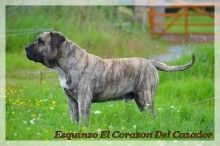 CH. Esquinzo El Corazon Del Cazador