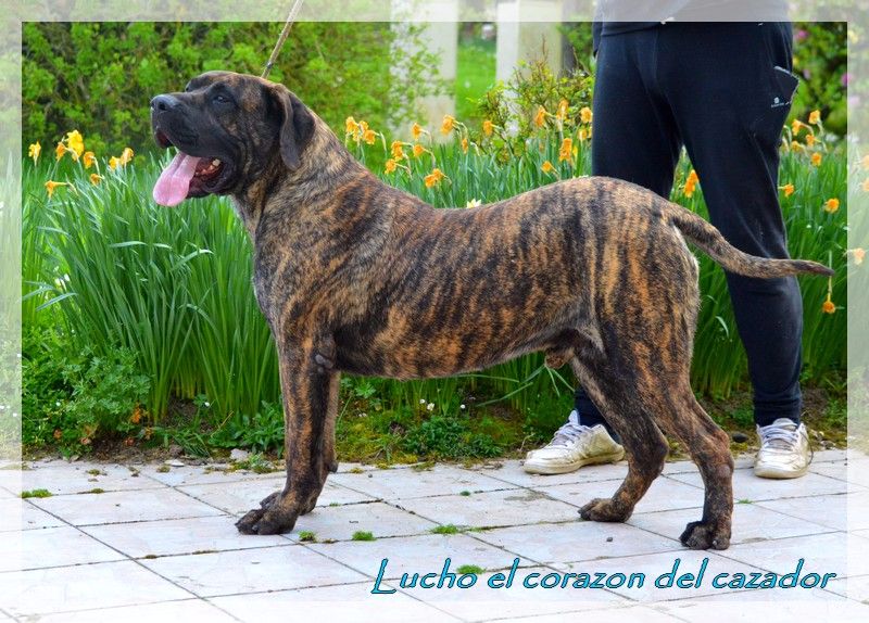 Lucho El Corazon Del Cazador