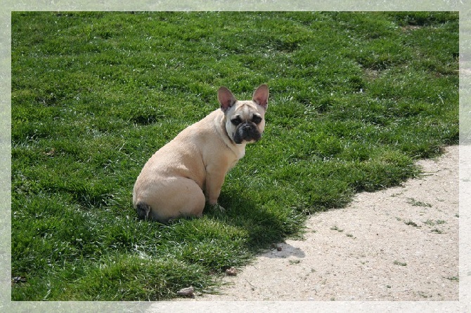 chiots bouledogue Français