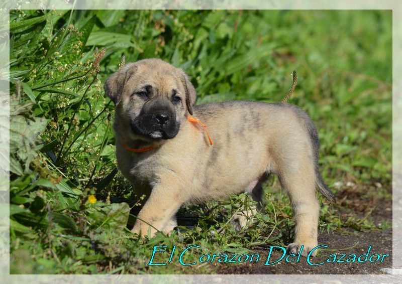 El Corazon Del Cazador - Dogo Canario - Portée née le 13/09/2023