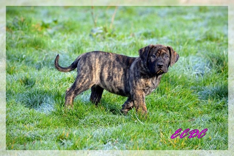 El Corazon Del Cazador - Dogo Canario - Portée née le 16/11/2015