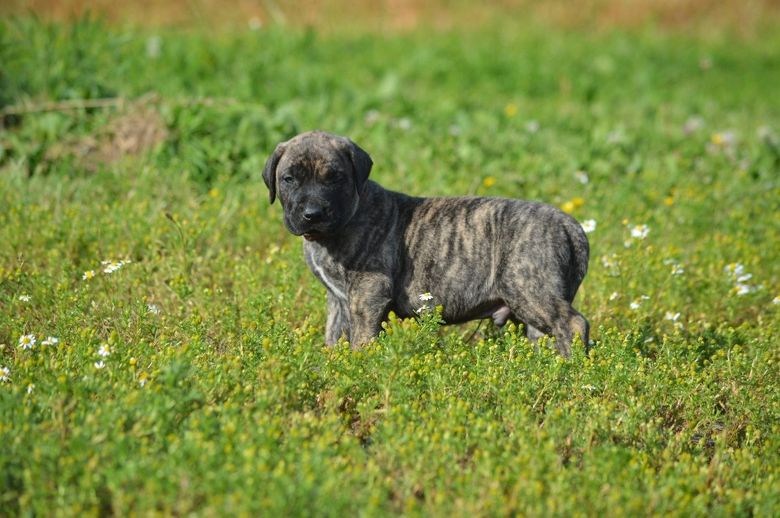El Corazon Del Cazador - Chiots disponibles - Dogo Canario