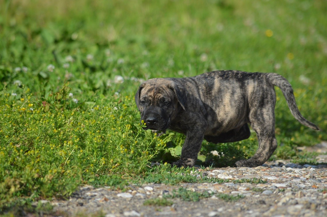 El Corazon Del Cazador - Chiots disponibles - Dogo Canario