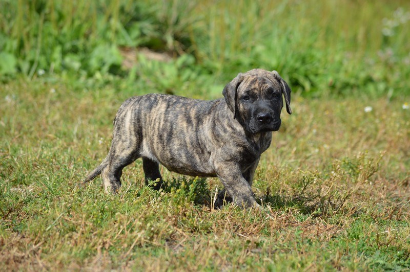 El Corazon Del Cazador - Chiots disponibles - Presa canario