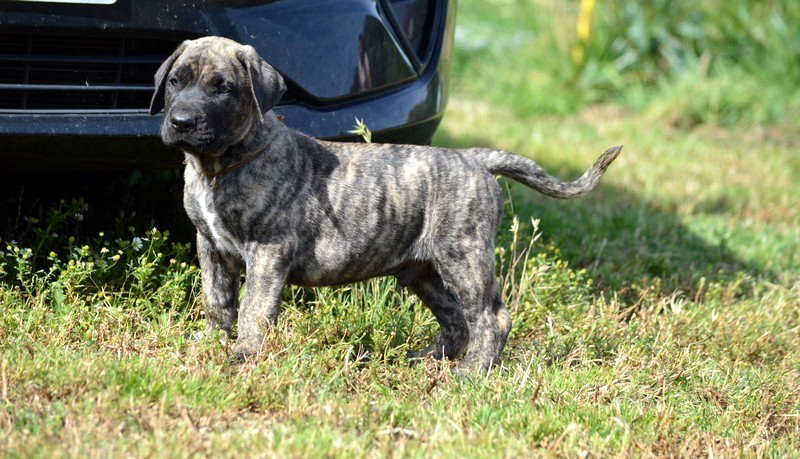 El Corazon Del Cazador - Chiots disponibles - Presa canario