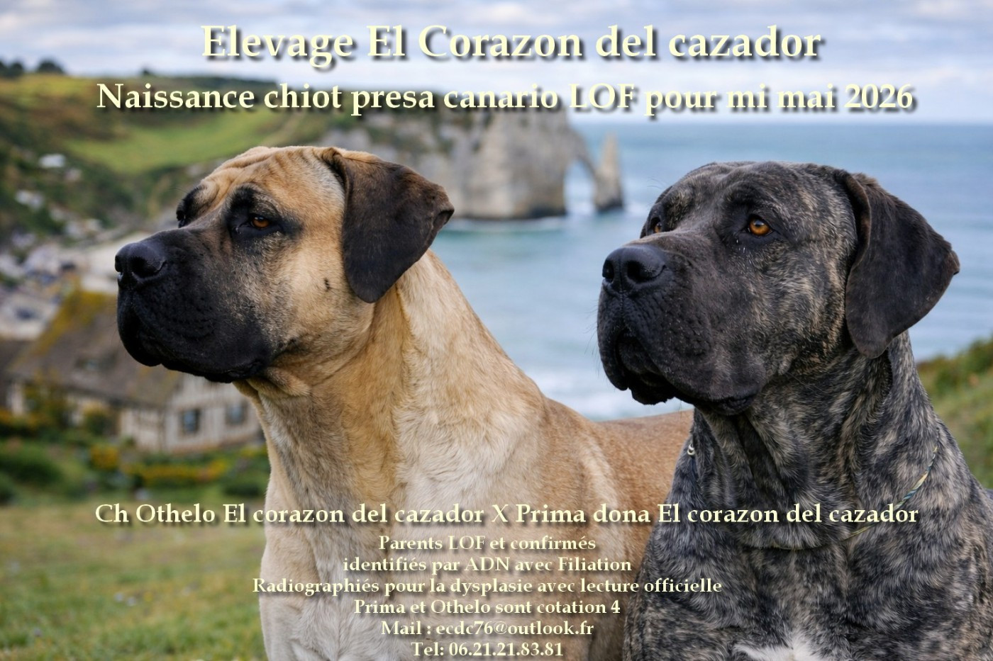 Chiot Presa canario El Corazon Del Cazador