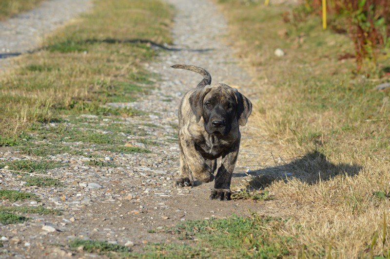 El Corazon Del Cazador - Chiots disponibles - Presa canario