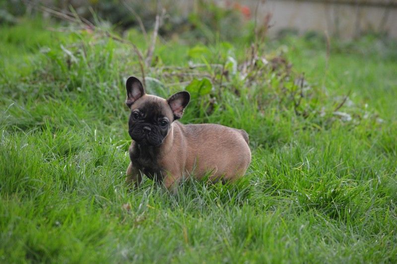 El Corazon Del Cazador - Bouledogue français - Portée née le 20/09/2023