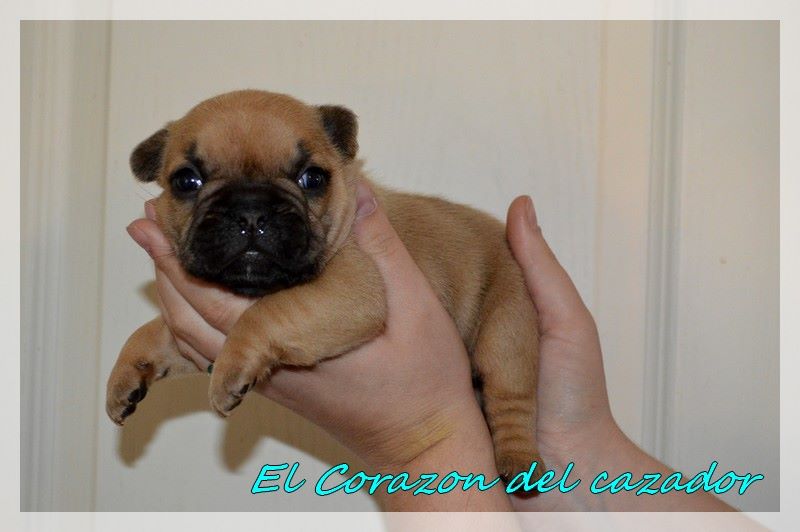 El Corazon Del Cazador - Bouledogue français - Portée née le 27/02/2019