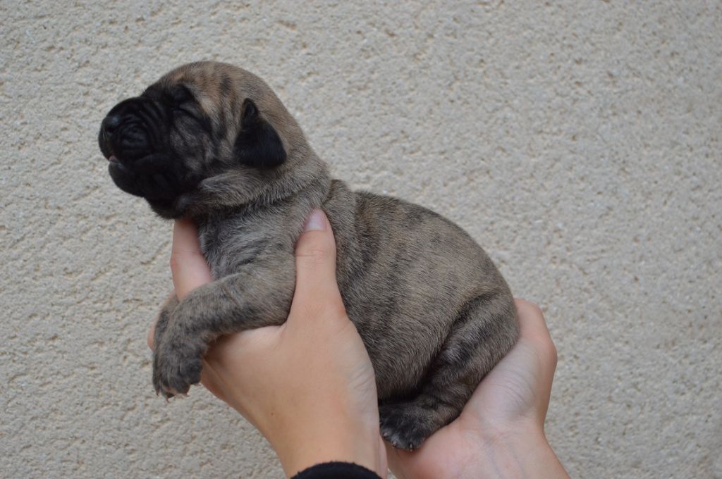 El Corazon Del Cazador - Chiots disponibles - Dogo Canario
