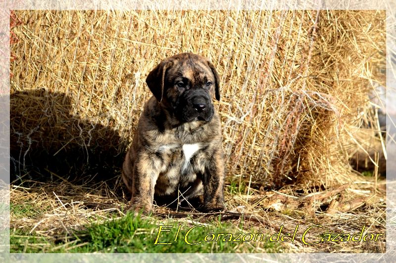 El Corazon Del Cazador - Dogo Canario - Portée née le 02/01/2018