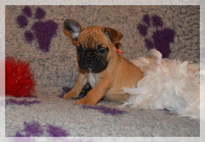 El Corazon Del Cazador - Bouledogue français - Portée née le 28/10/2021