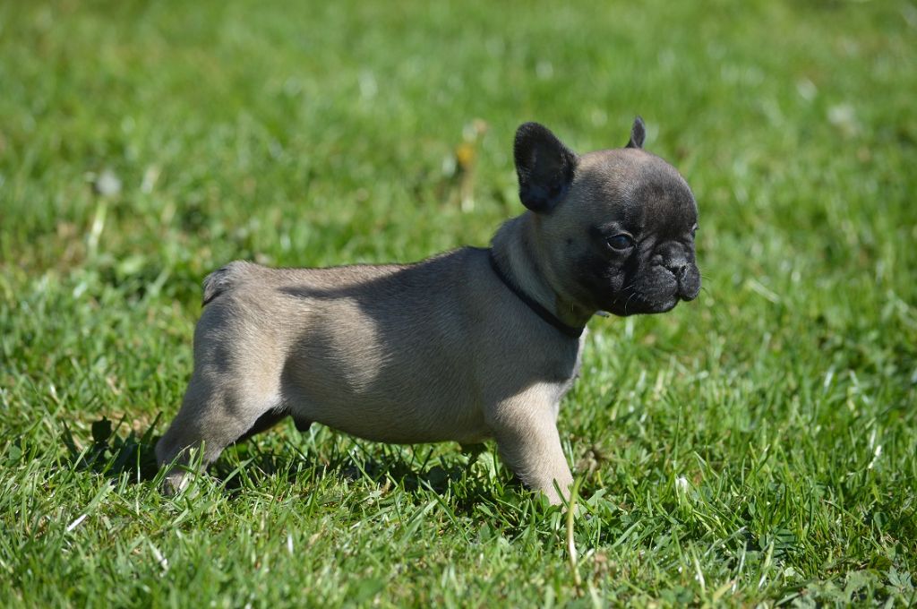El Corazon Del Cazador - Chiots disponibles - Bouledogue français