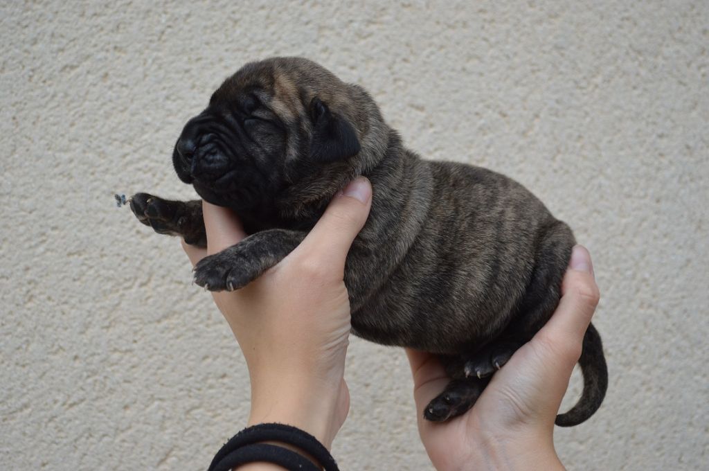 El Corazon Del Cazador - Chiots disponibles - Dogo Canario