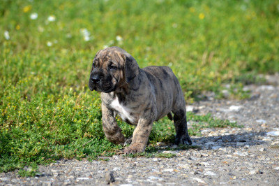 CHIOT 6