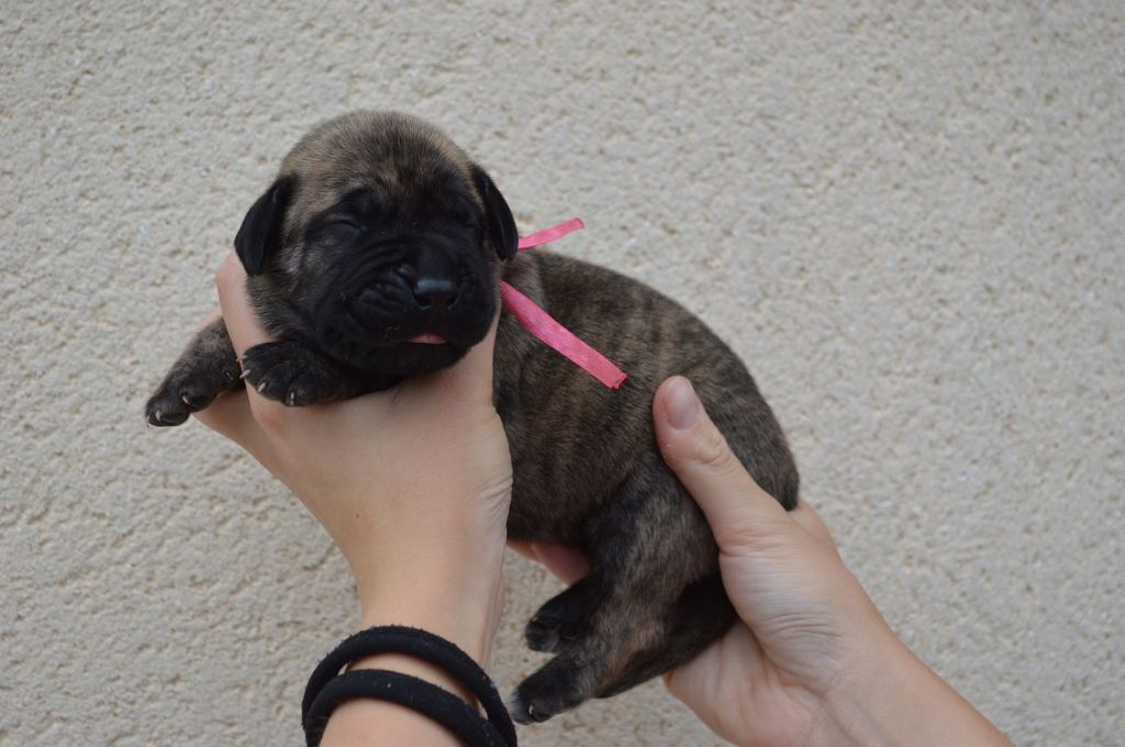 El Corazon Del Cazador - Chiots disponibles - Dogo Canario