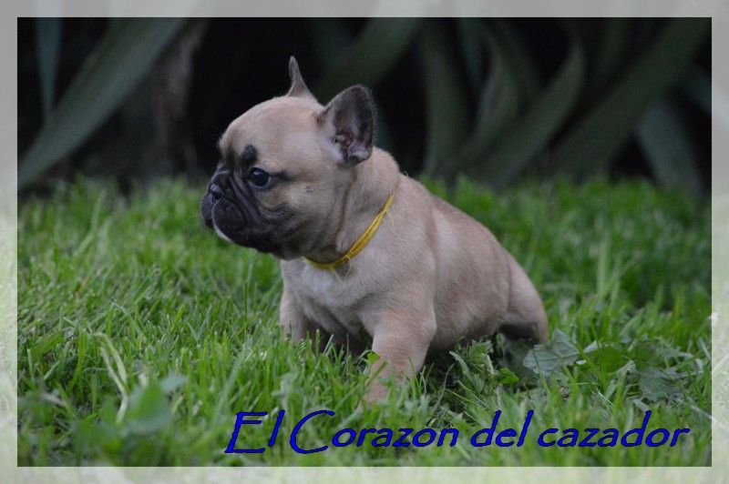 El Corazon Del Cazador - Bouledogue français - Portée née le 17/09/2022
