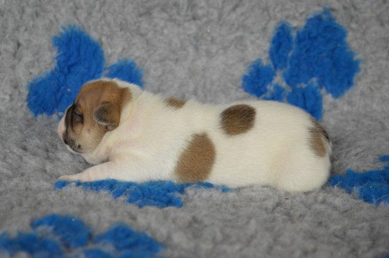 El Corazon Del Cazador - Bouledogue français - Portée née le 20/08/2020