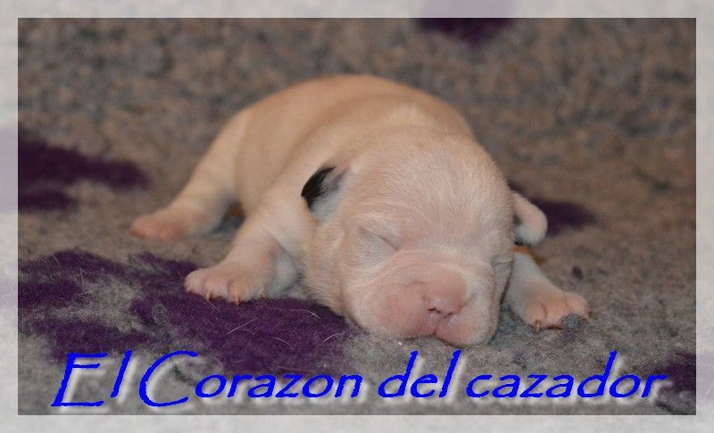 El Corazon Del Cazador - Bouledogue français - Portée née le 02/01/2021