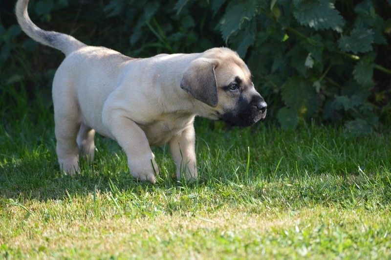 El Corazon Del Cazador - Dogo Canario - Portée née le 13/07/2016