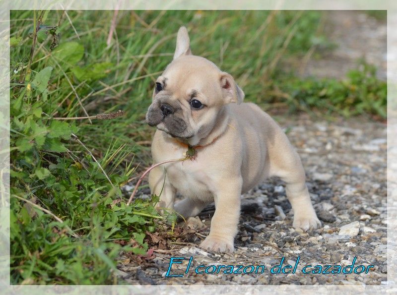 El Corazon Del Cazador - Bouledogue français - Portée née le 04/08/2019
